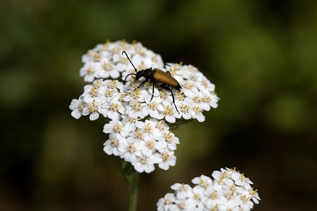 Paracorymbia fulva Smalboktor insect insecten kever kevers tor torren spin spinnen wesp wespen bij bijen sprinkhaan sprinkhanen vlieg vliegen mug muggen